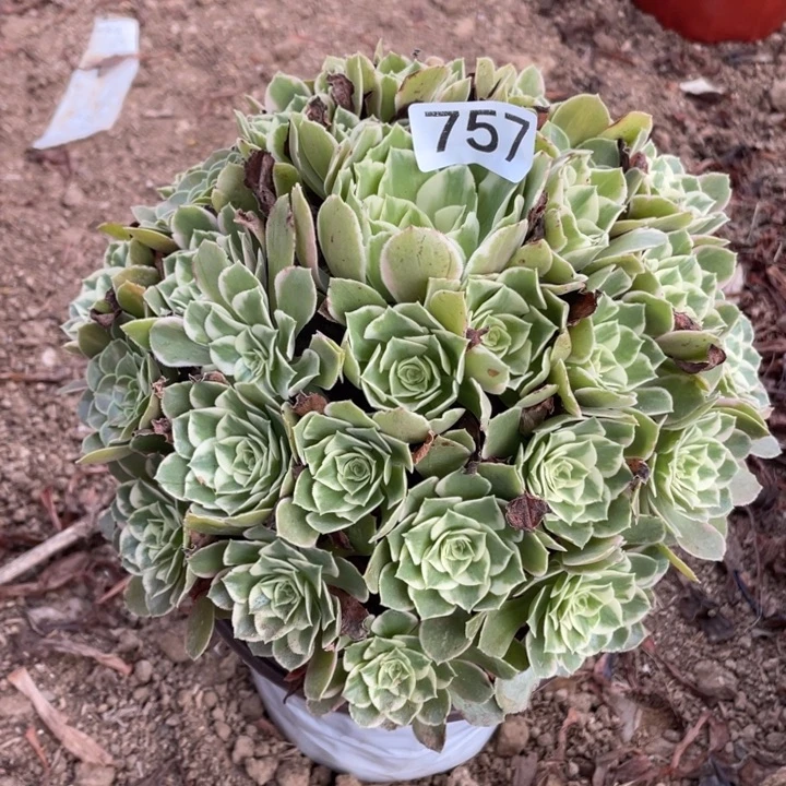 无花朵757多肉植物女妖