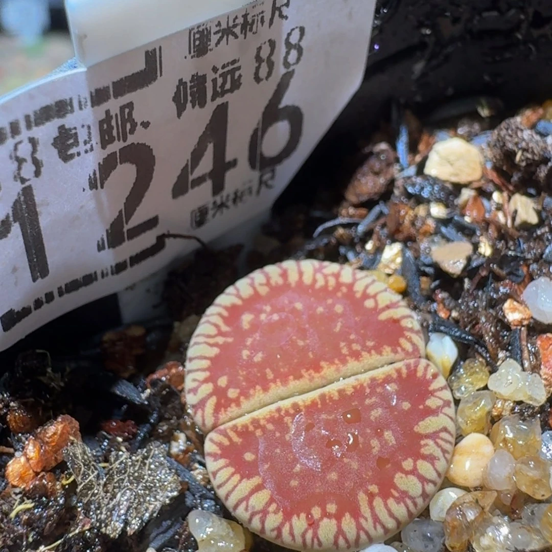 Ssss精品生石花1246