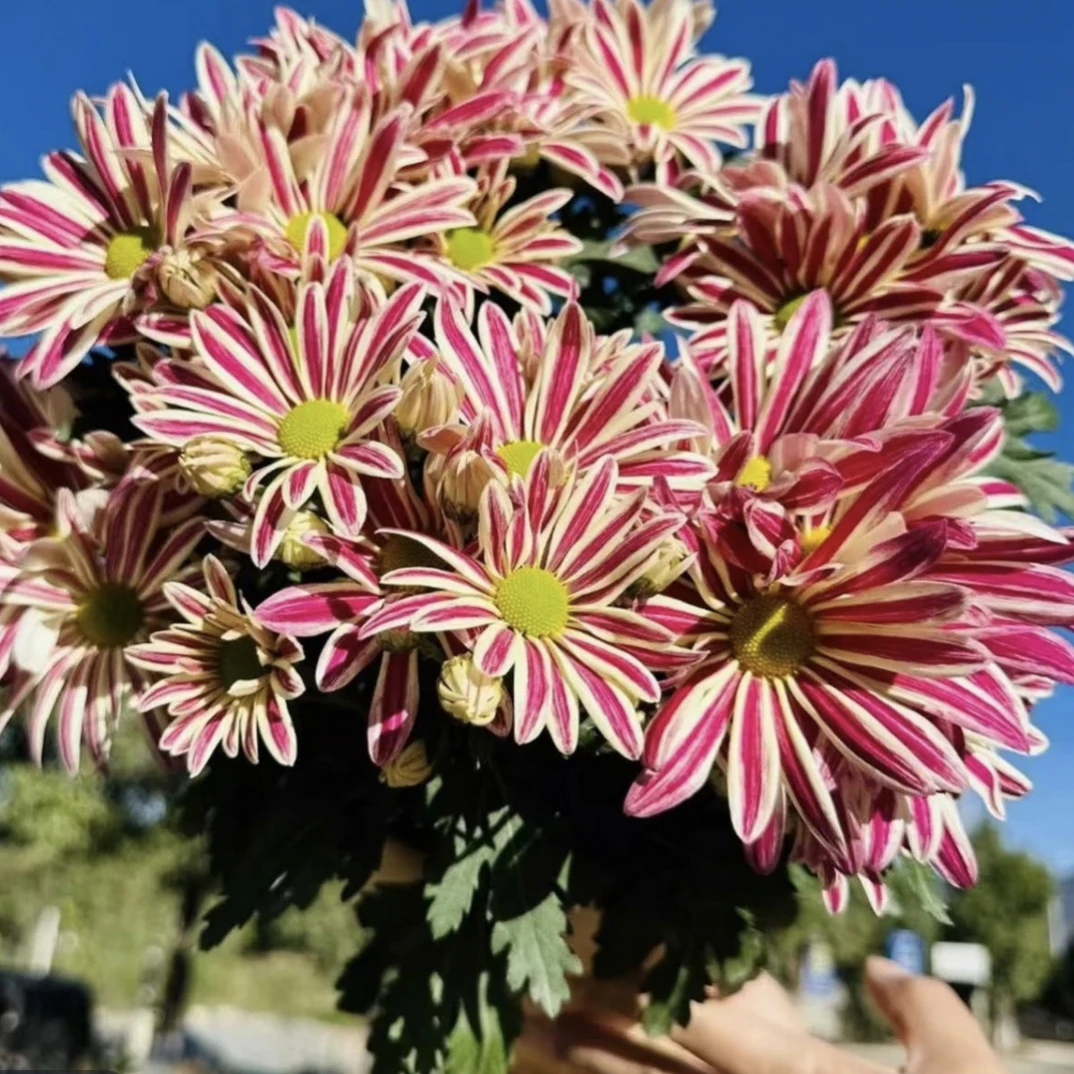 【彩虹贝贝】荷兰菊花苗耐热花量大多季节开花新手易养护