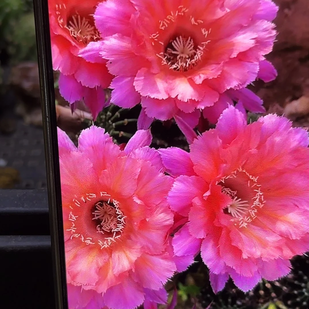 山脉天际线无根侧牙四左右歪57