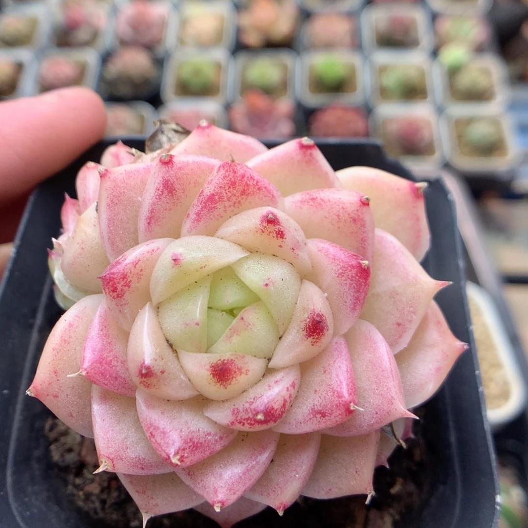 D47 ，柿子多肉20包邮，偏远地区不发货