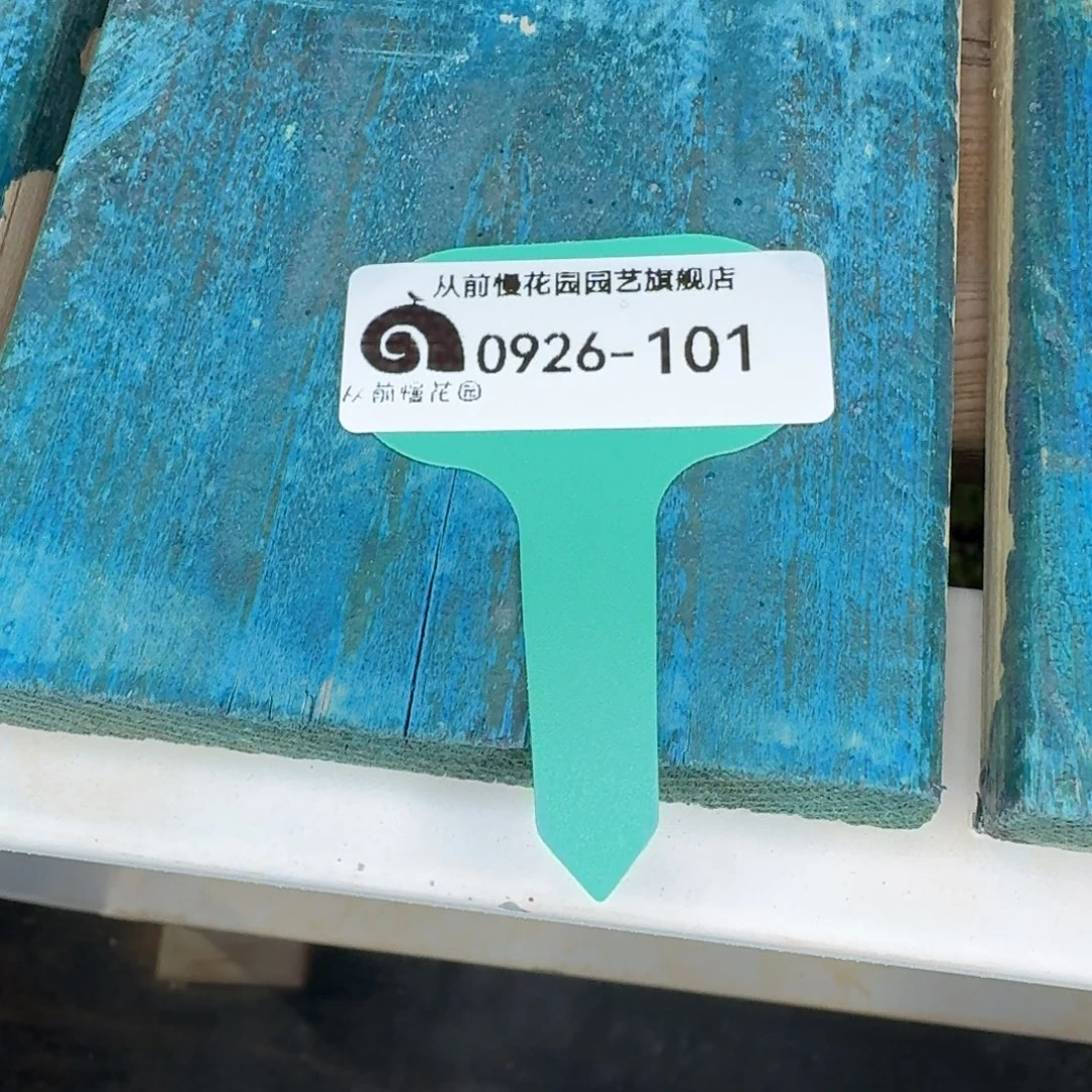 云***4从前慢多肉精选超级0926.101两个带盆