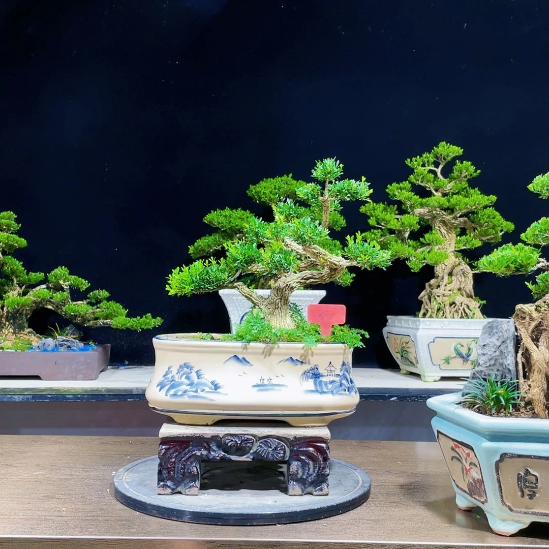 ***黄杨盆景四季常青