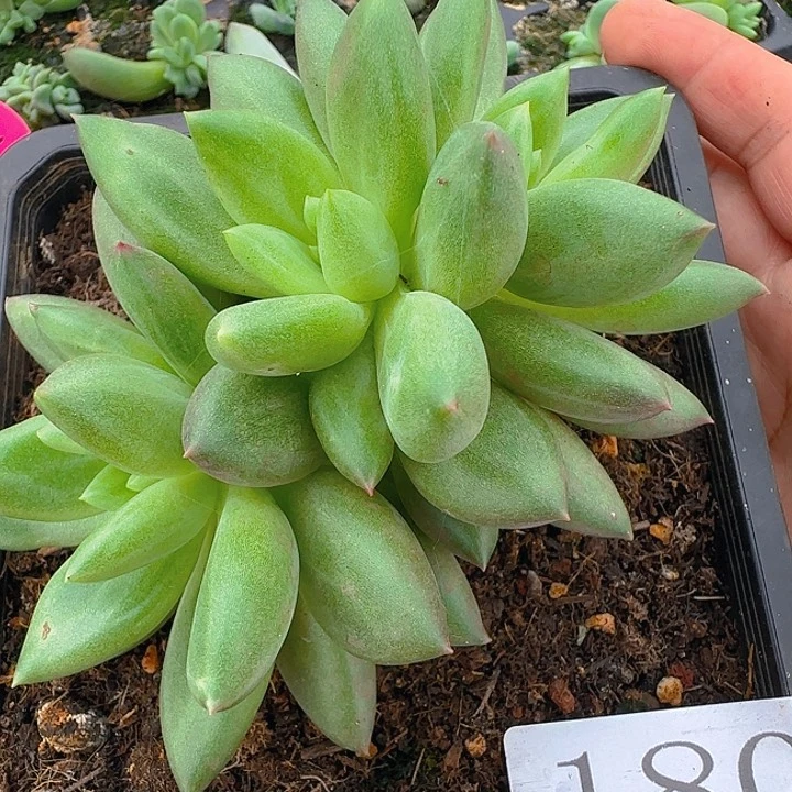 1805米其林多肉植物