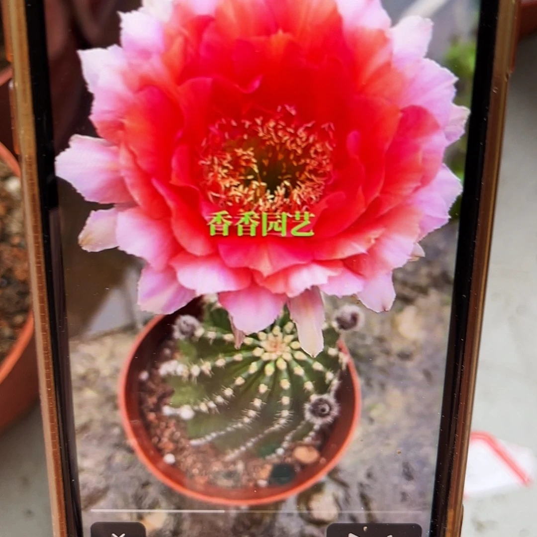 金刚1号遐思球脱土发货