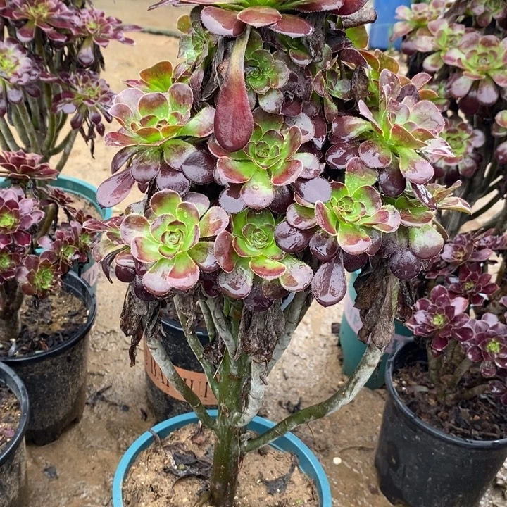 圆叶51多肉植物保护法师
