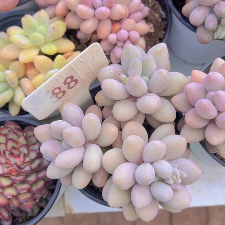 健健康康平平安安