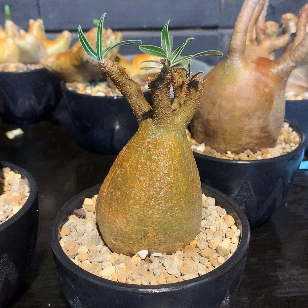 K***g象牙宫 产地输入 生桩售出概不替换