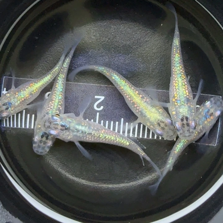 青鳉鱼短体蓝宝石32号