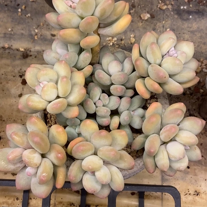 多肉植物一物一拍