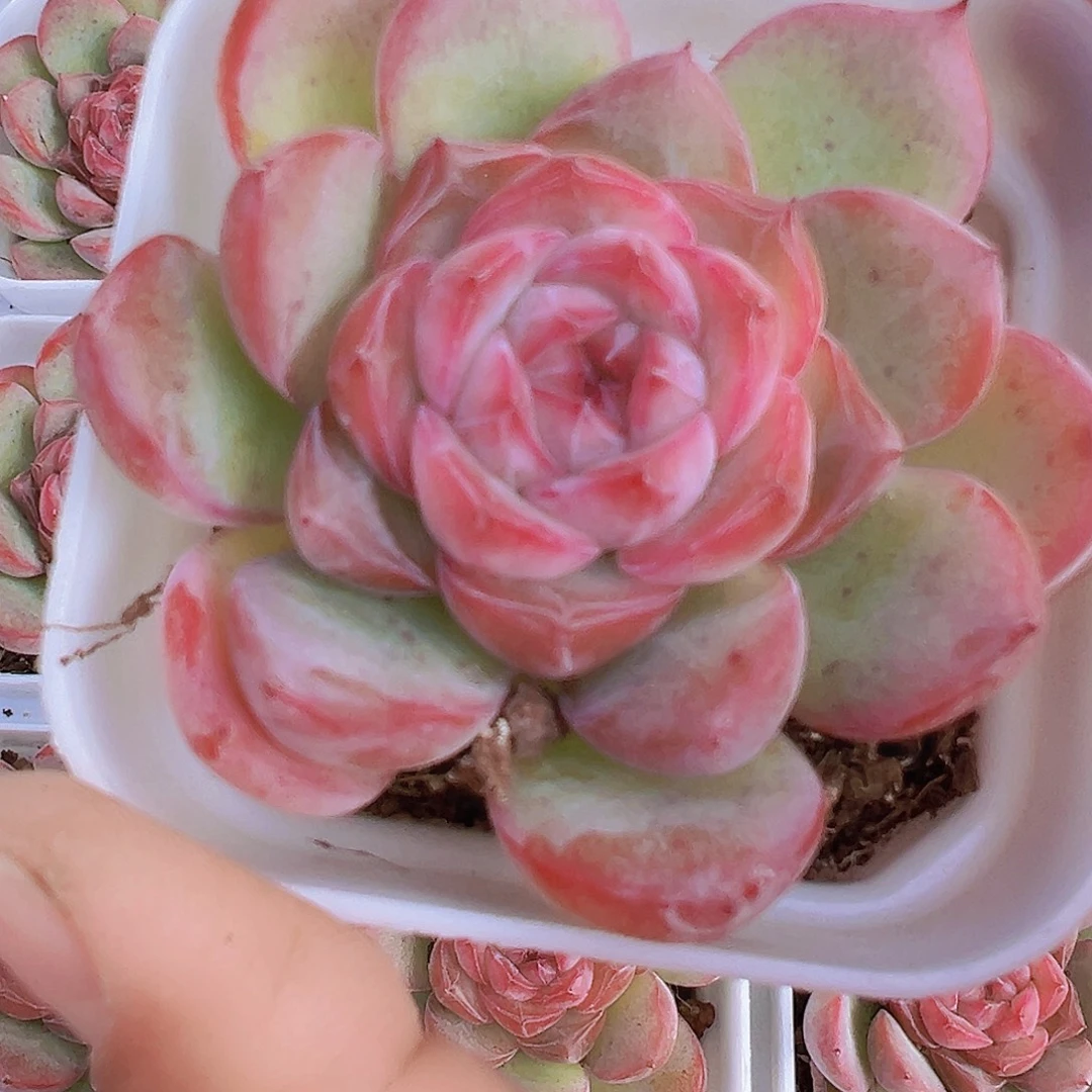 玉琴19包邮多肉植物