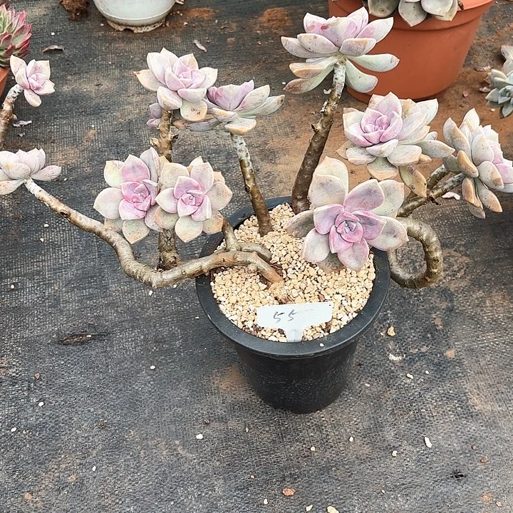 多肉植物，紫乐55号