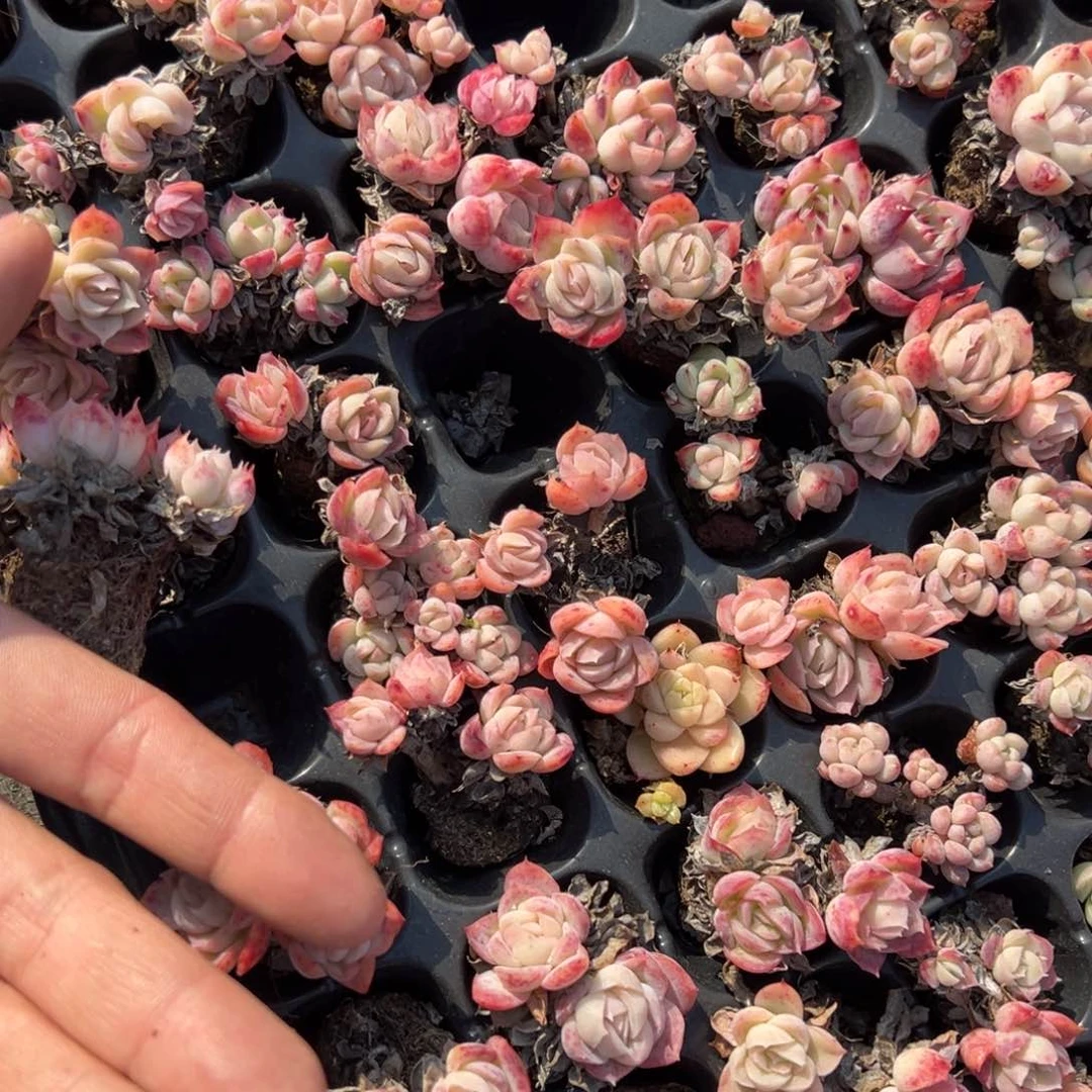 月影2-4头群3颗量拍多肉满9.9元包邮