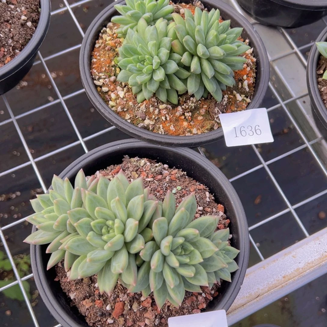 杨****?1635.1636两颗