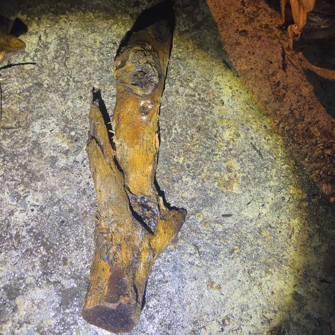 金丝楠你***哥22222222222