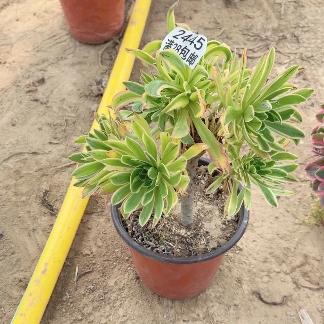 2445虞姬多肉111111