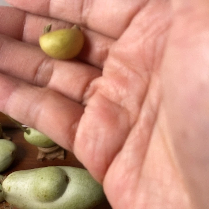 把***坏青皮腰子葫芦手把件