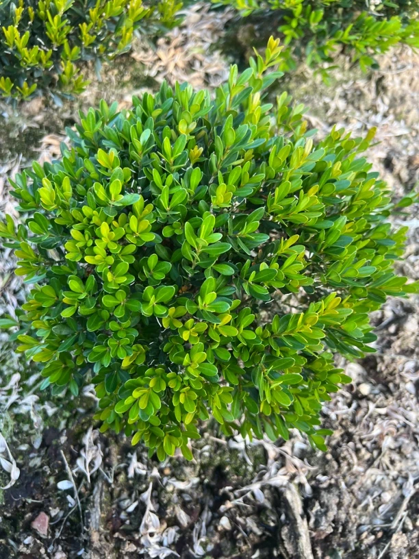 直播间一物一拍小叶雀舌皱皮黄杨