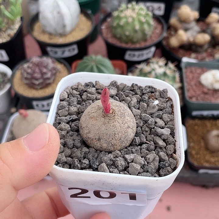 201玫瑰大戟块根，