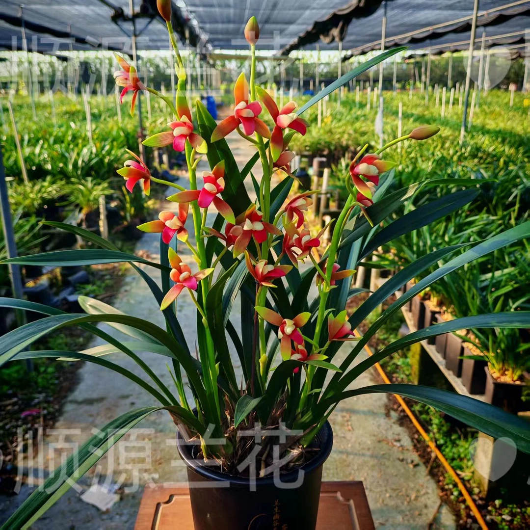 5-8支花剑中国红 新手好养易浓香型四季开花室内兰花盆栽基地直发