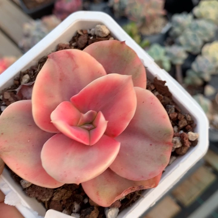 厚叶玫瑰锦多肉植物