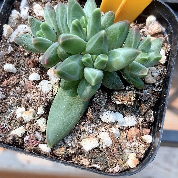 多肉植物梵高群567多肉