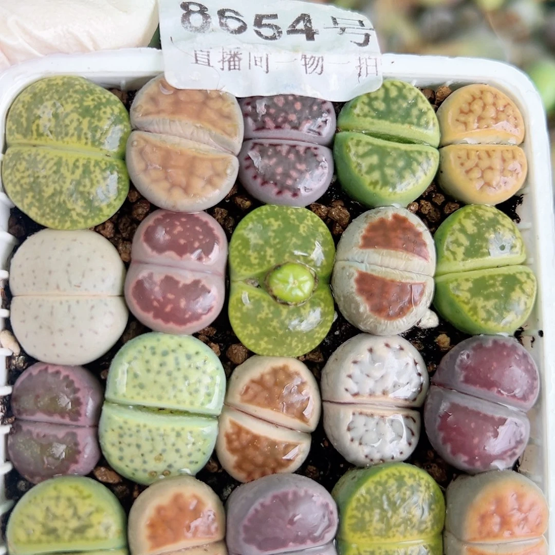 8654 好养易活生石花大母本7cm盆