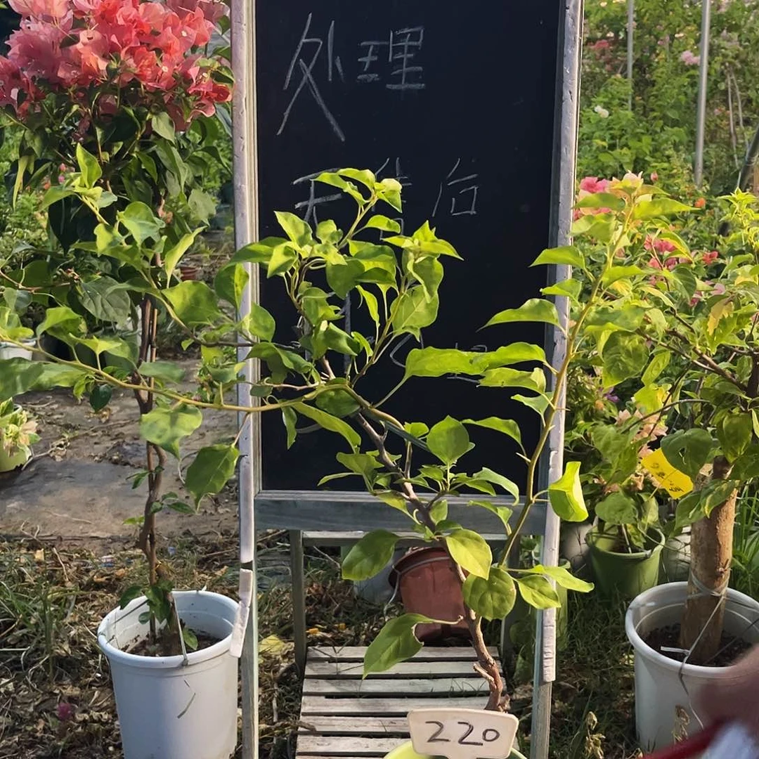 完全开放三角梅三角梅220
