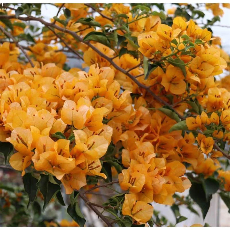 金色幻想 大苗好养易开花花卉基地  不带花