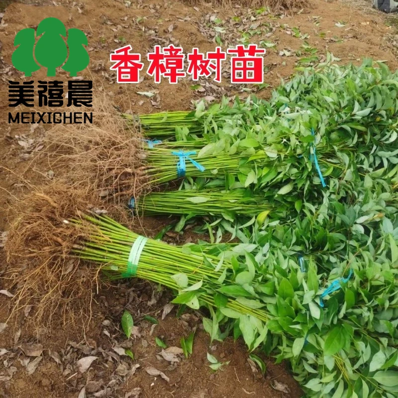 绿化苗木香樟树苗庭院植物花卉大叶小叶香樟木树苗四季常青驱蚊