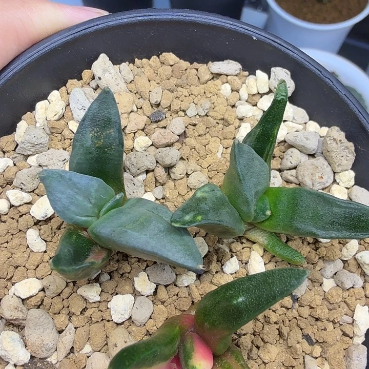 3颗打包怒涛白锦千里马苗