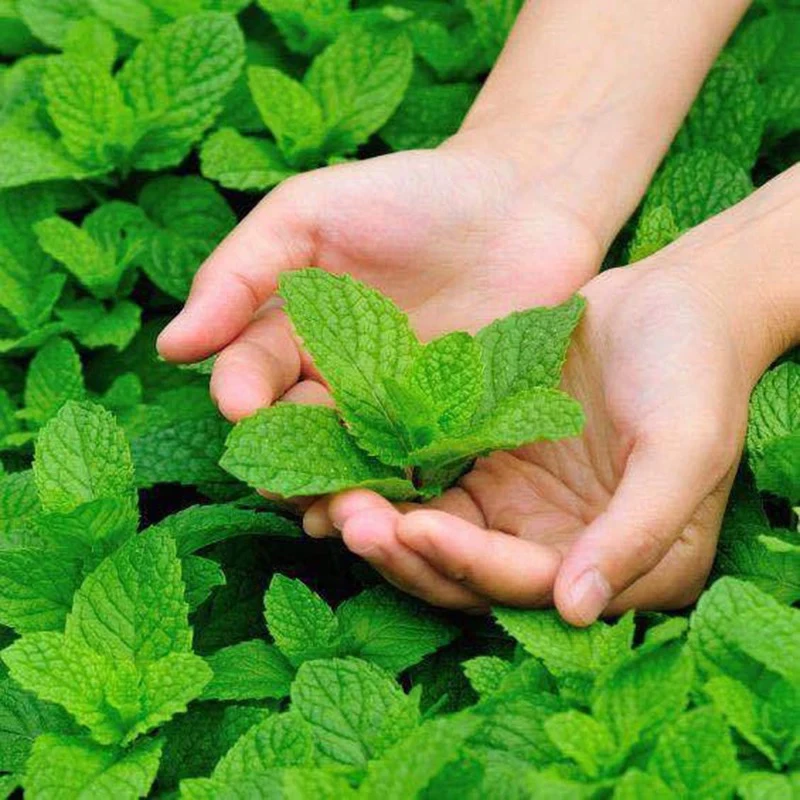 可食用薄荷两盆种室内室外盆栽薄荷四季苗花