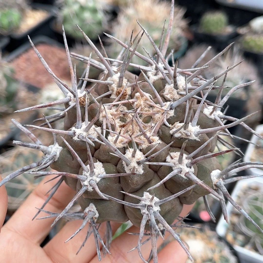 【闪购商品】守金摩天龙冒根芽有段刺6666