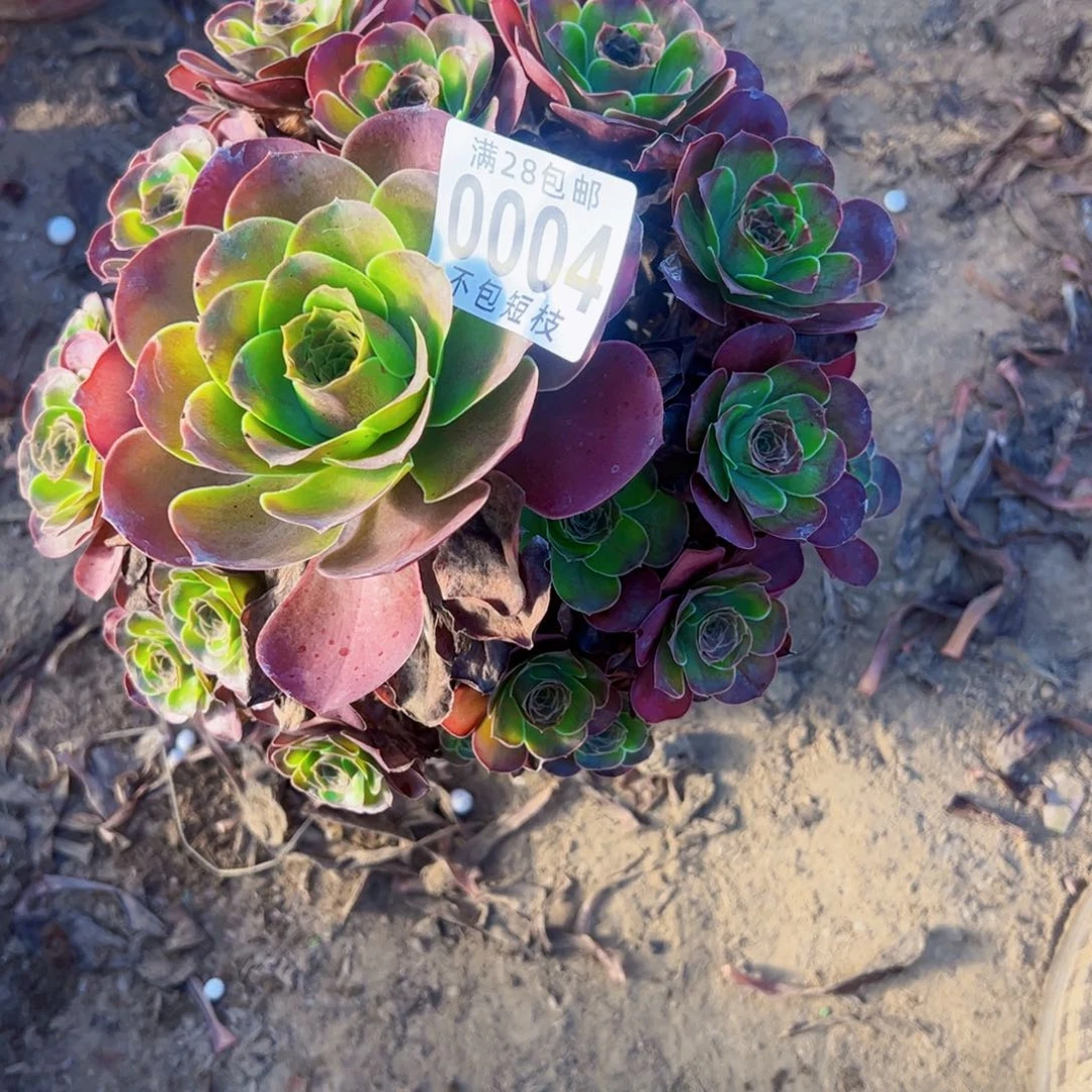 0004多肉植物法师法师玫瑰
