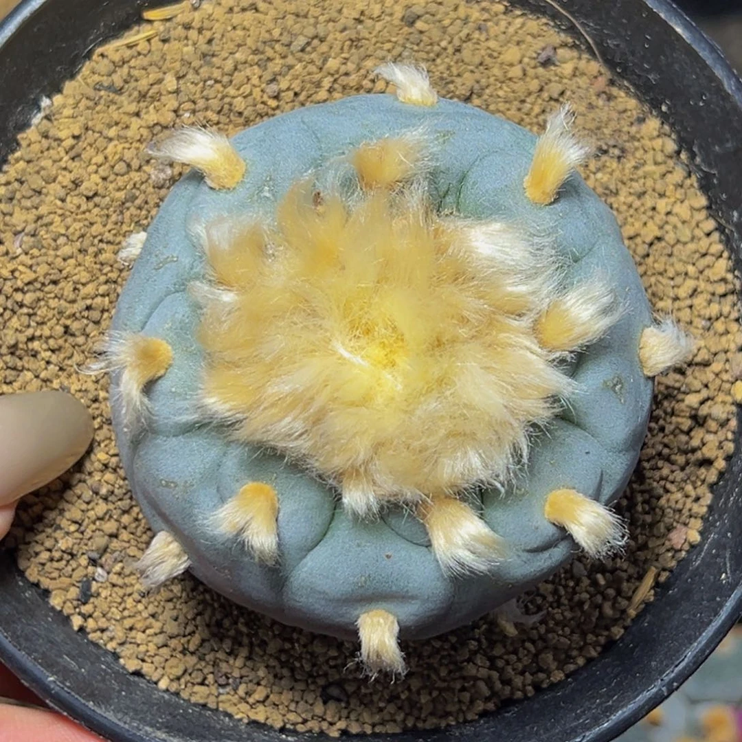 m云顶实生超蓝白4号