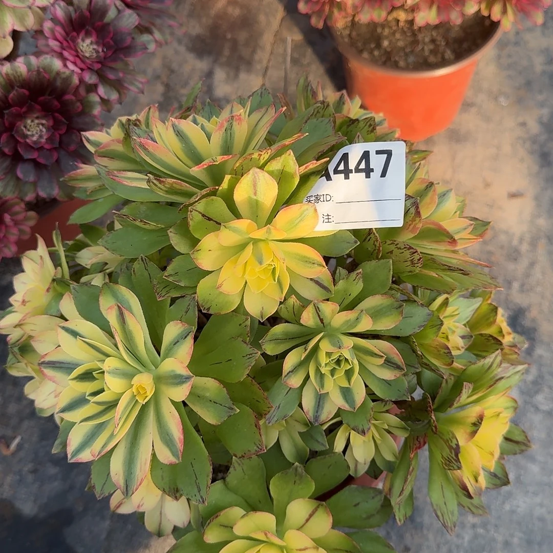 荷花多肉法师a447