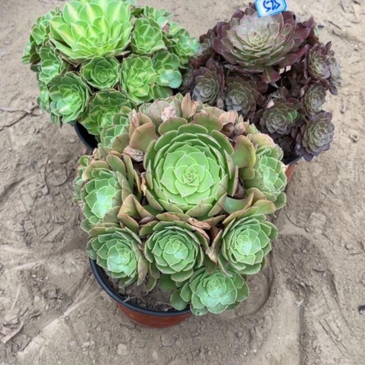 525多肉植物组合，