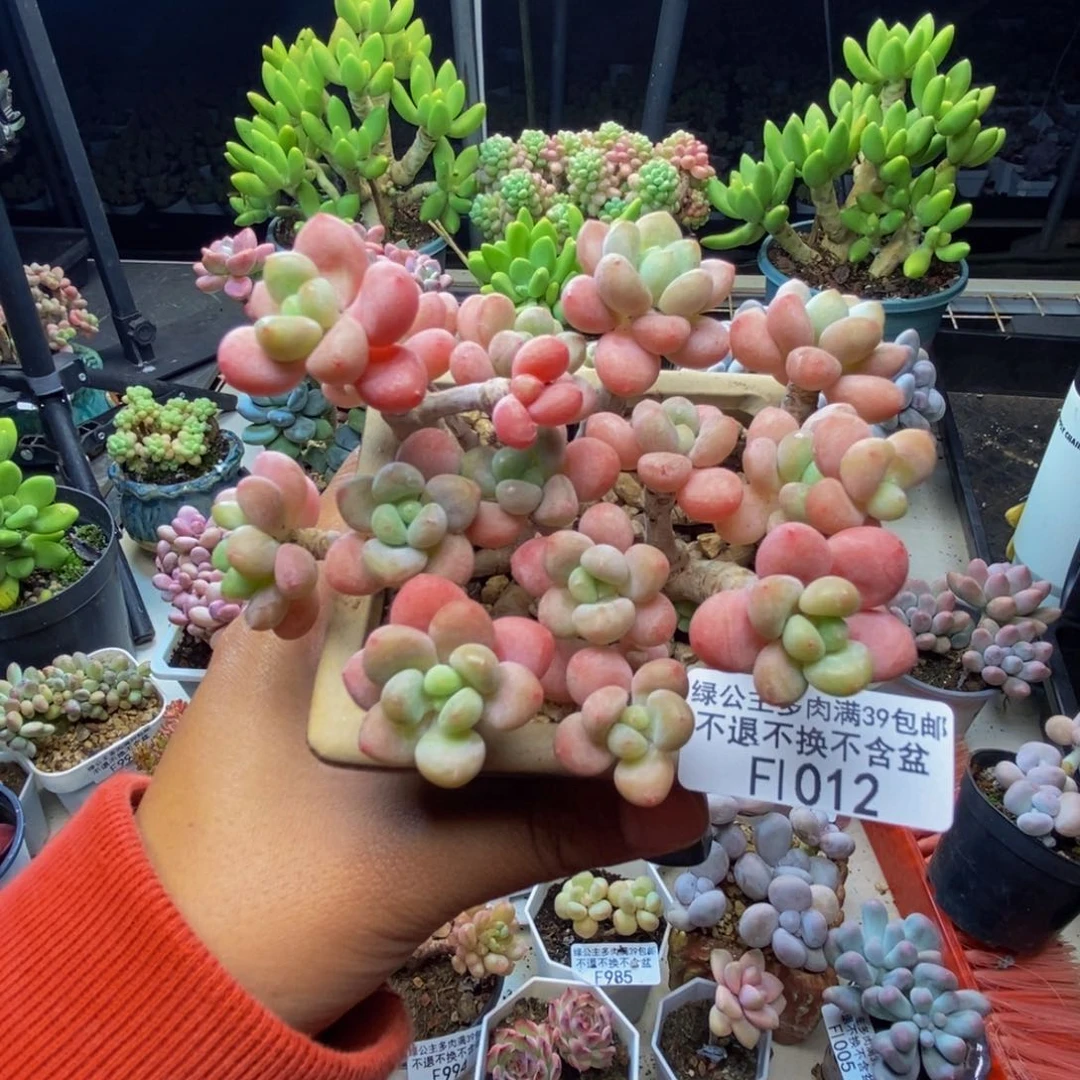 012鱼子酱多肉8c m