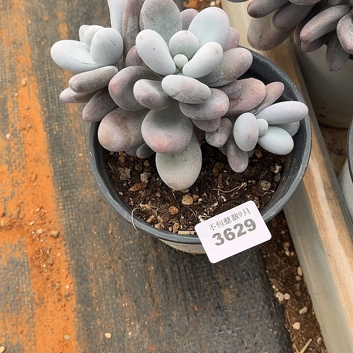 阿雅园艺。     3629