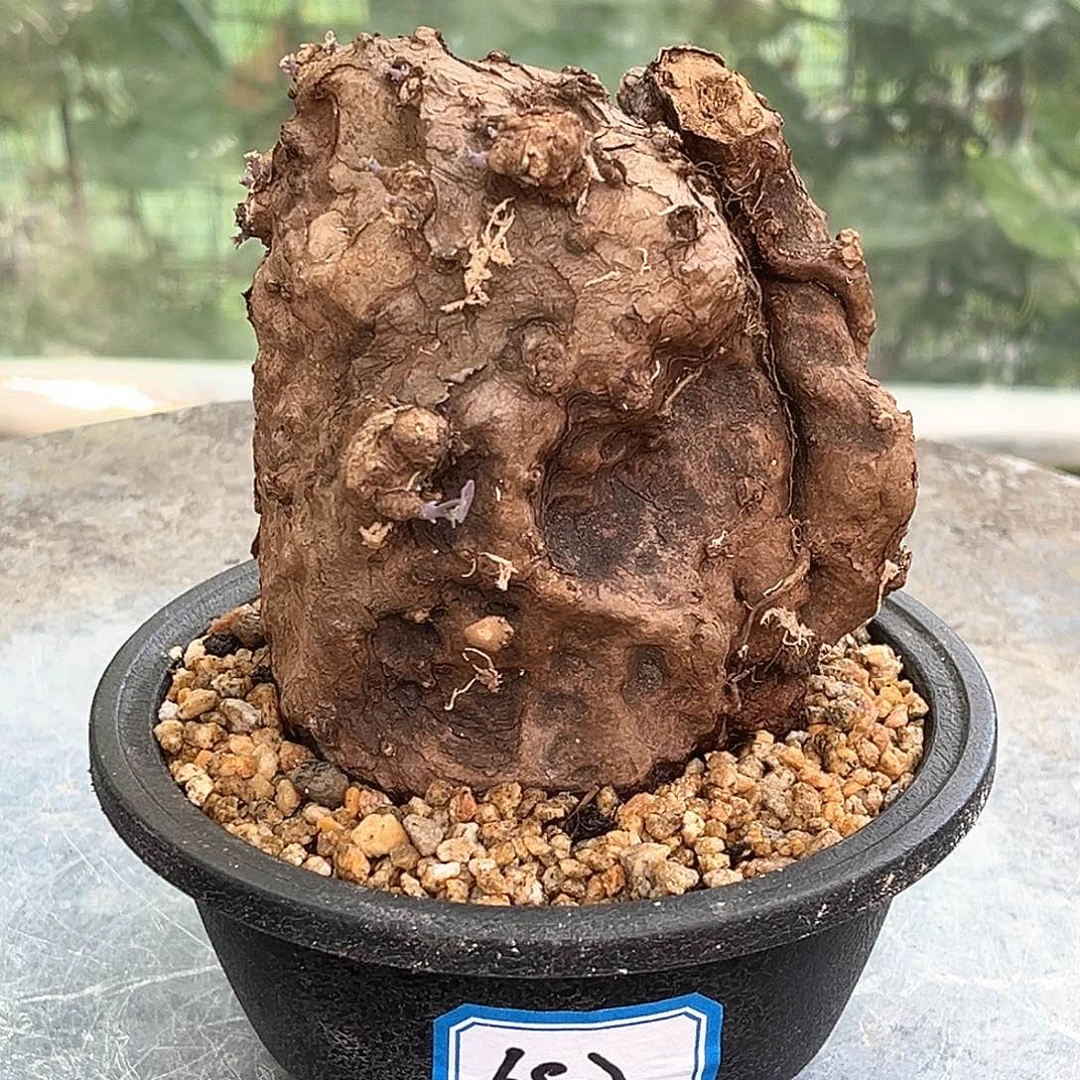 精品一叶龟，松鼠造型