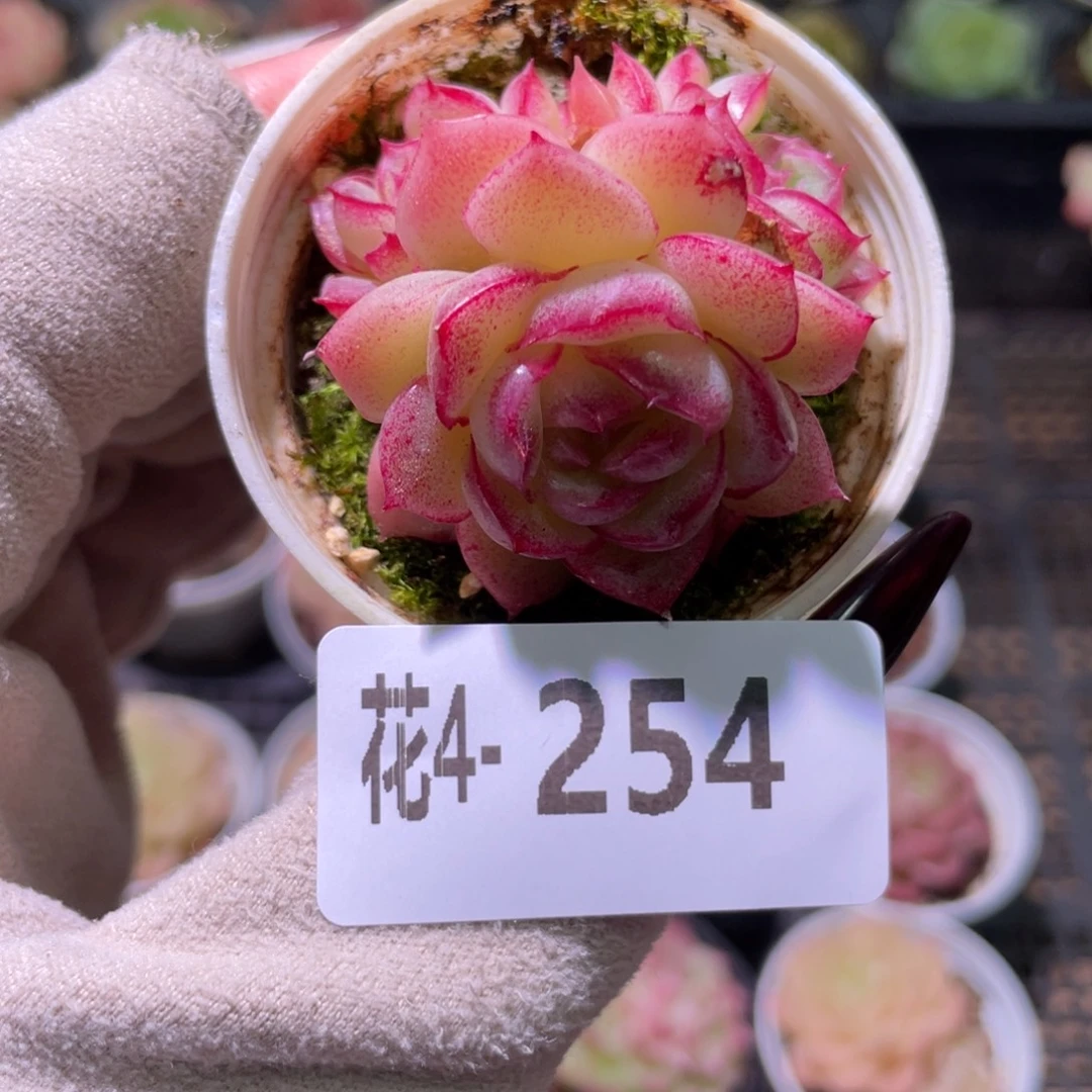 花利美 4-254新品群