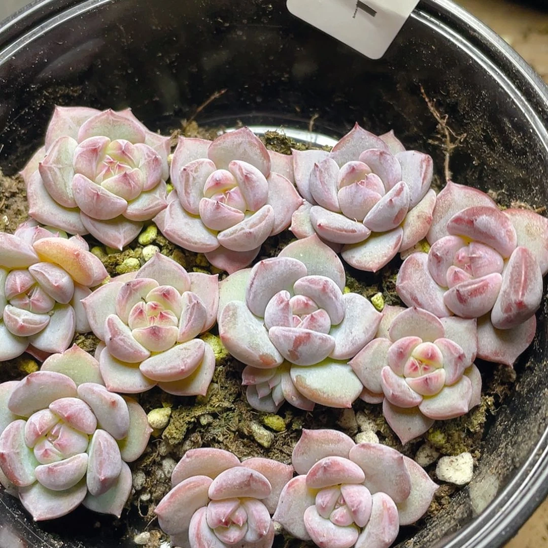 多肉植物多肉植物1164