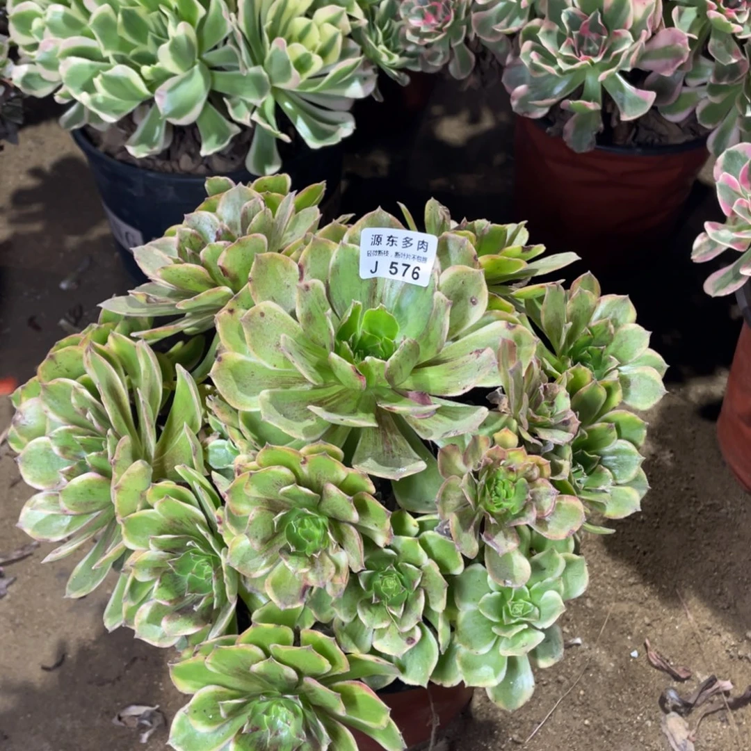 576斑斓多肉法师断枝不包