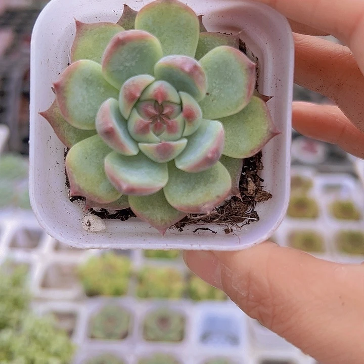 吉娃娃单头19包邮多肉