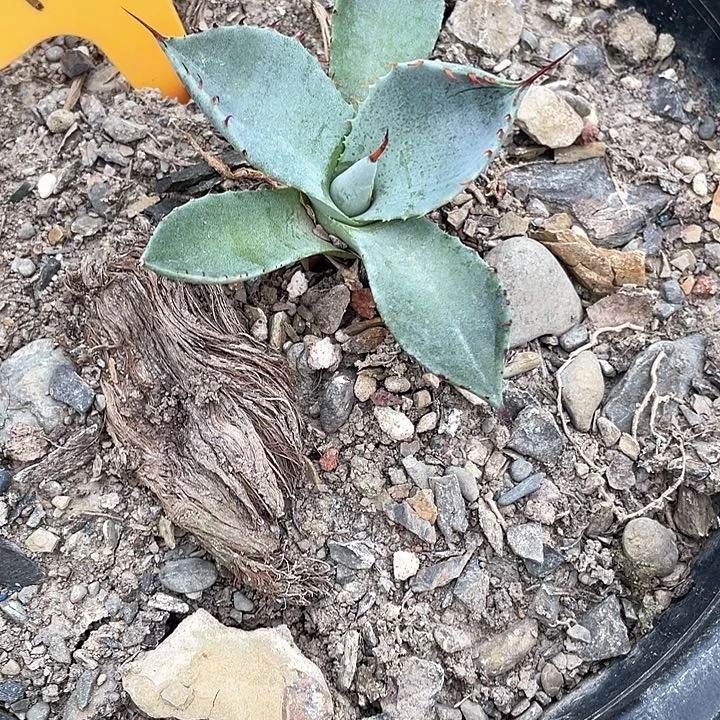 无花朵L***p龙舌兰绿色植物
