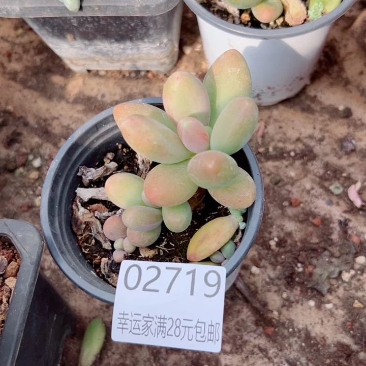 幸运的人会遇到你喜欢你