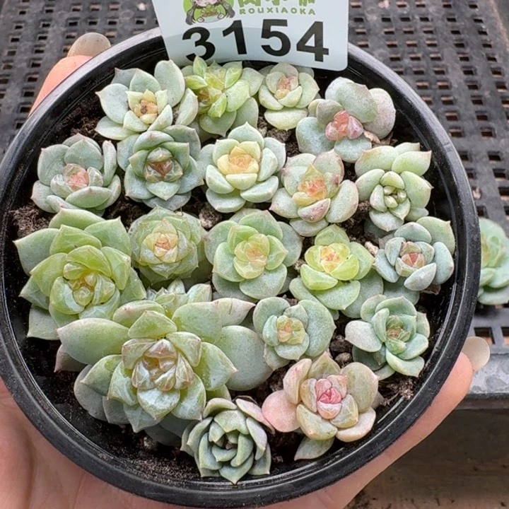 可***可无花朵多肉植物多肉植物