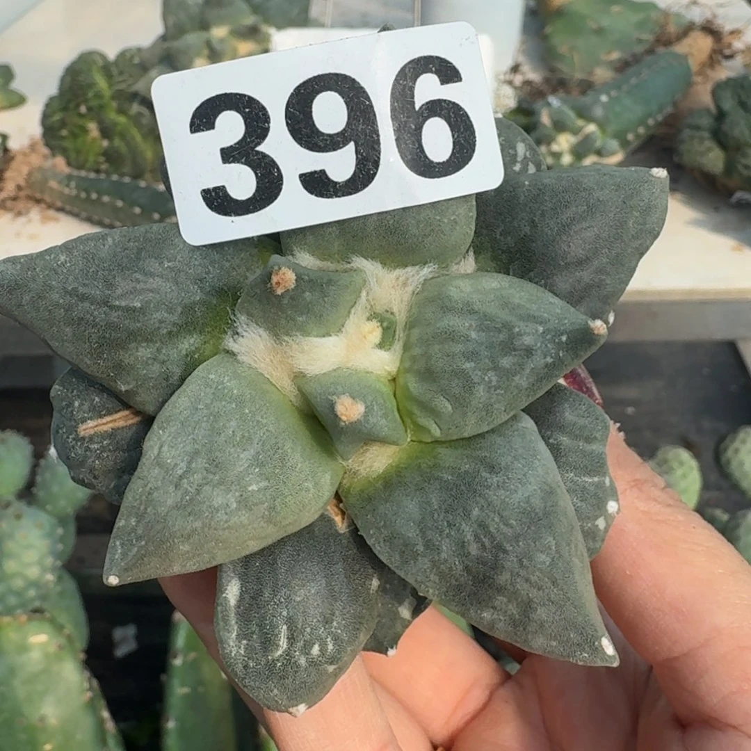 【闪购商品】无花朵晨*怒涛396