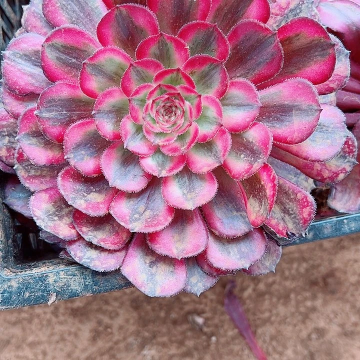 白月光单头多肉植物