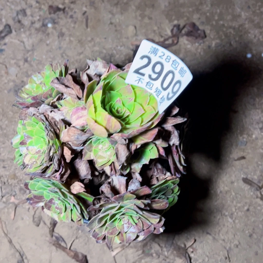 花月夜多肉植物2909